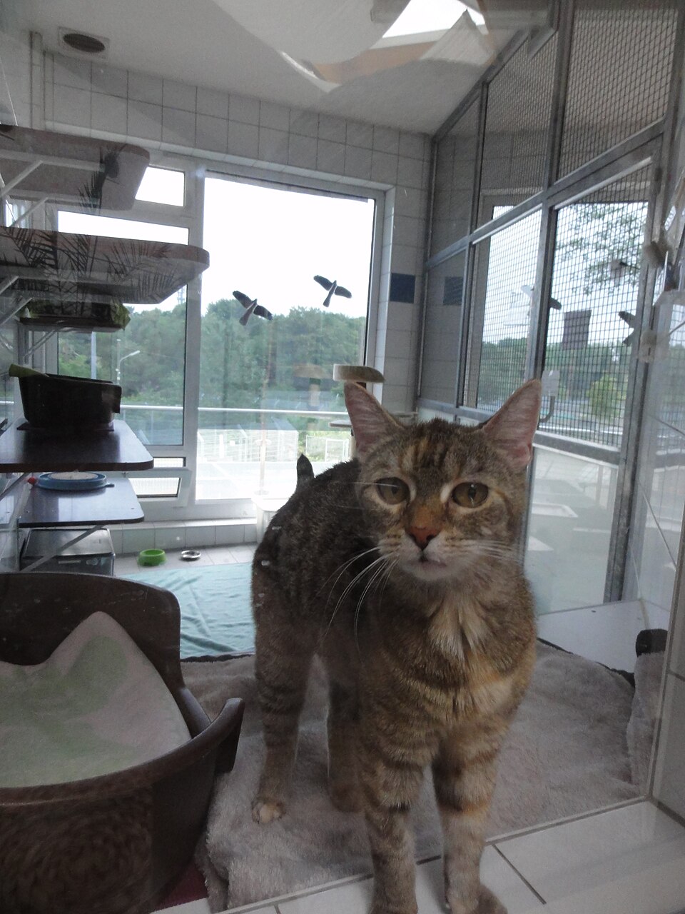 Katze in einem Katzenbereich des Tierheims München, Archivaufnahme